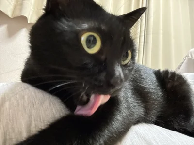 毛づくろいをするあさりちゃん。ベロが長い…？