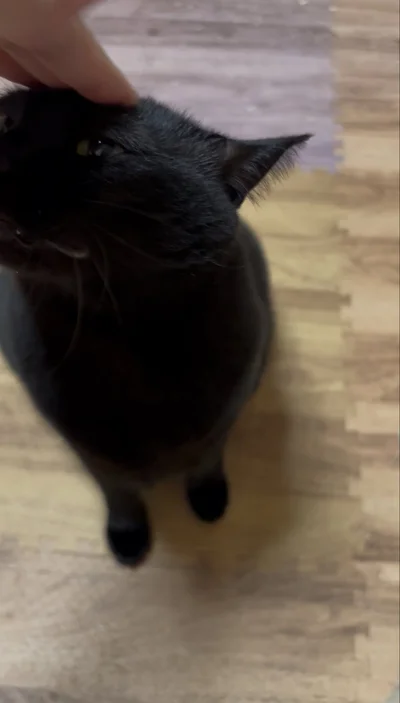 主様のなでなでにとろけた表情をみせるかわいいあさりちゃん▶あさりちゃんはどこ？（⇒次へ）