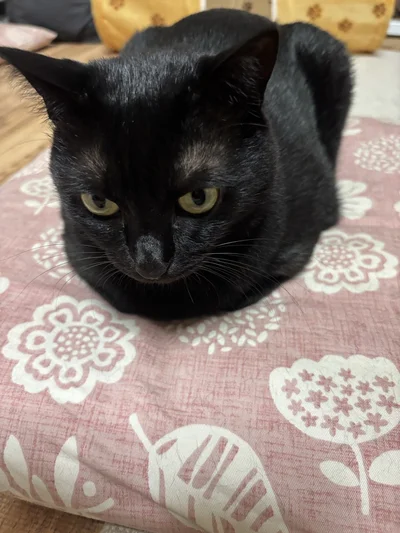 おててナイナイ▶猫ちゃんのおなかの下に手を入れたい…（⇒次へ）