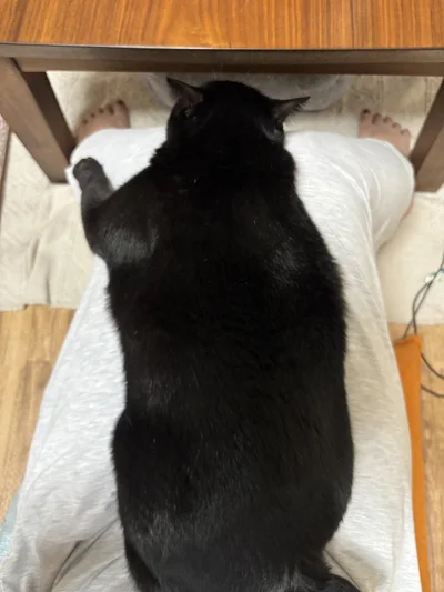 ニンゲンのお膝大好き猫ちゃん▶ツンデレ猫のデレは格別！（⇒次へ）