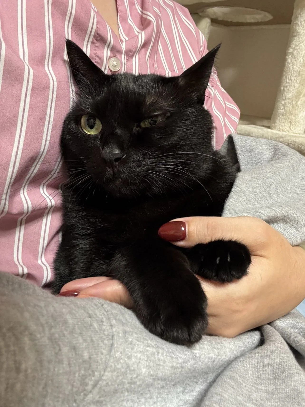 飼い猫の「お触りマップ」を公開→“危険地帯”だらけで「どこも触れない