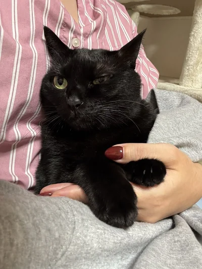 爪切り嫌すぎて『ﾔｯ』てなってるあさりちゃん▶（次画像からは元気で甘えん坊な黒猫ろんと飼い主の日常を描いた大人気コミックエッセイ『黒猫ろんと暮らしたら2』が読めます）