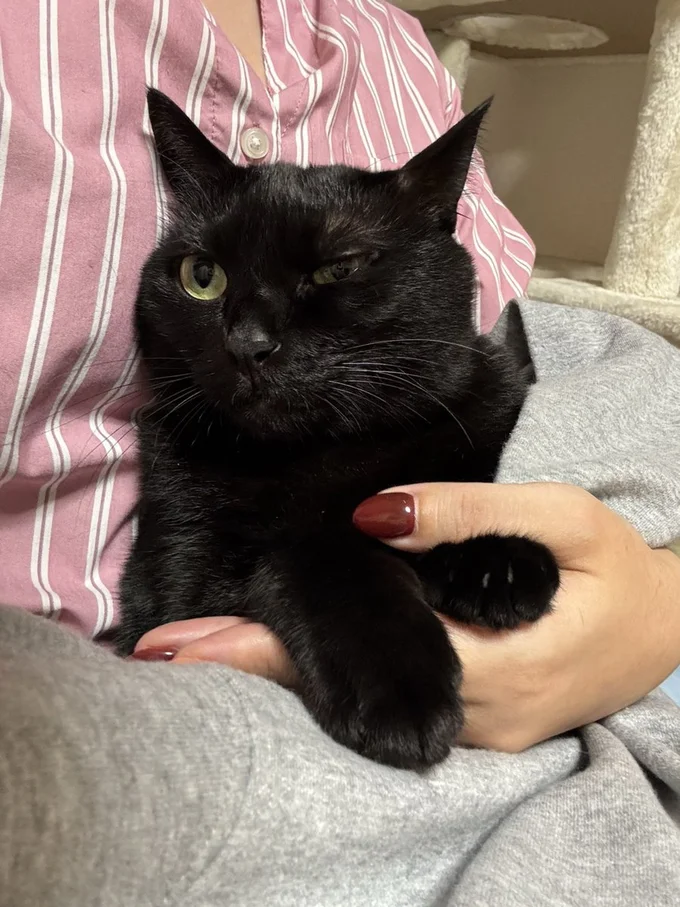 爪切り嫌すぎて『ﾔｯ』てなってるあさりちゃん▶（次画像からは元気で甘えん坊な黒猫ろんと飼い主の日常を描いた大人気コミックエッセイ『黒猫ろんと暮らしたら2』が読めます）