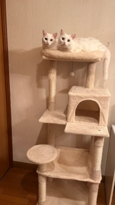 4段あるのに、いつも同じ場所♡▶目覚めてすぐ、視界に飛び込んでくるのは…（⇒次へ）