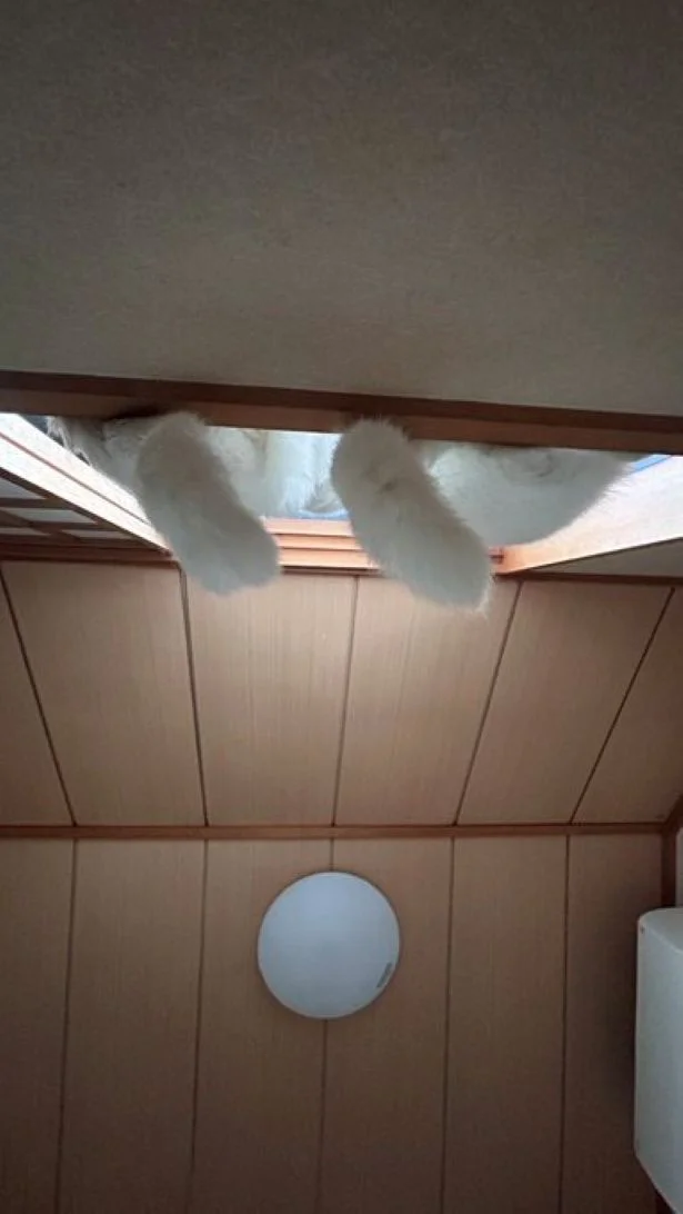 しっぽ姿もシンクロするふたり▶今日は家庭教師役？上目遣いがかわいい…！（⇒次へ）