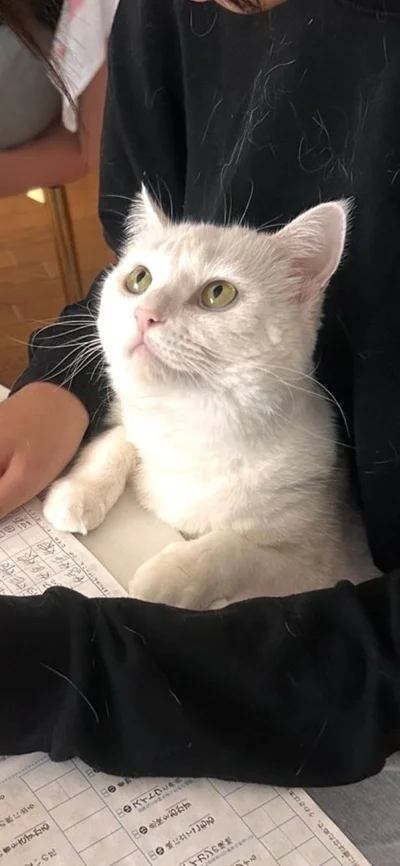 しっかり勉強するニャ！▶開始10秒で眠くなっちゃう家庭教師（⇒次へ）