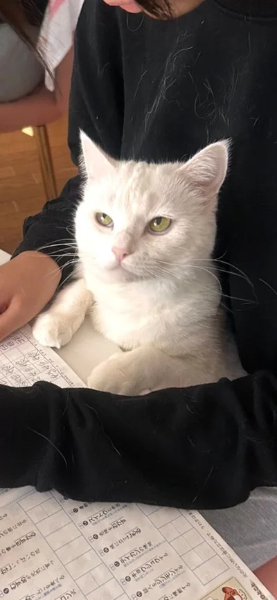 抱っこされたら眠気が…▶見ているだけで癒されるぽむりんちゃんとぽわたんちゃんの姿（⇒次へ）