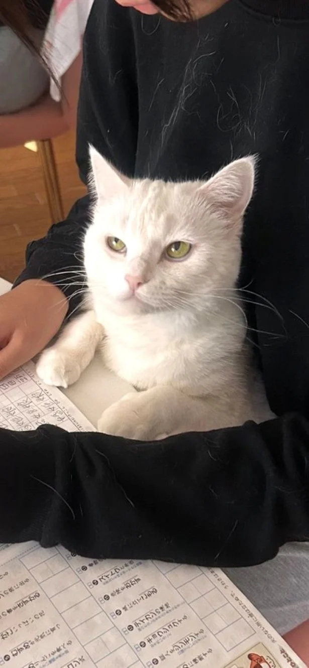 抱っこされたら眠気が…▶見ているだけで癒されるぽむりんちゃんとぽわたんちゃんの姿（⇒次へ）