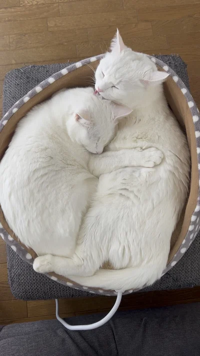 誰にも邪魔できないふたりの世界▶足に注目！かわいい眠り姿（⇒次へ）