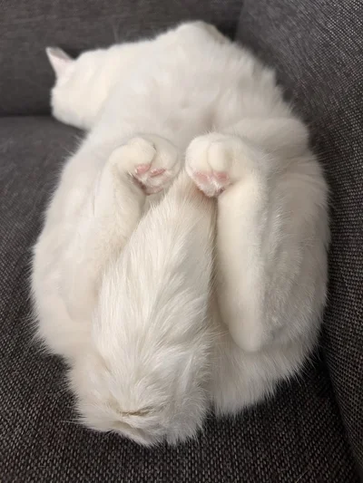 足でぶりっ子⁉▶仲良く窓際に乗れたぽむりんちゃんとぽわたんちゃん（⇒次へ）