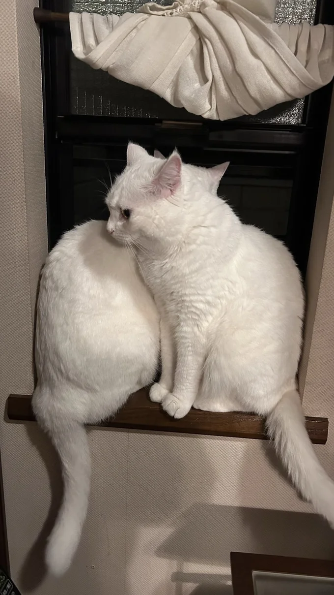 あれ？見えないニャー▶本人不在の誕生日会⁉（⇒次へ）