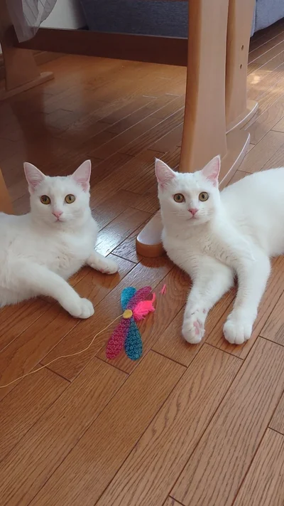 さすが姉妹♪▶爪を研がれてソファはボロボロなのにポールはピカピカ…（⇒次へ）