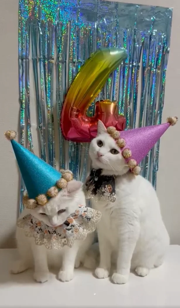 かなり不服そうなおふたり。4歳おめでとう！▶日頃からシンクロするぽむりんちゃんとぽわたんちゃん（⇒次へ）