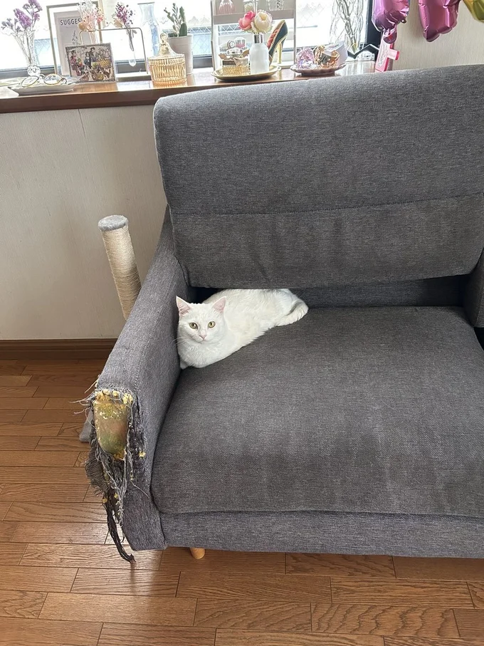 なにか問題でも？▶キャットタワーを満喫するぽむりんちゃんとぽわたんちゃん（⇒次へ）