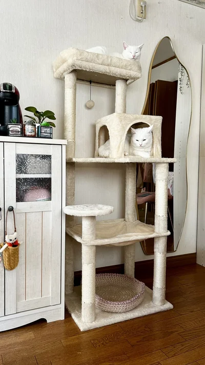 新しいキャットタワー、うれしいね♪▶動物病院連れて行ったときのふたりの反応（⇒次へ）