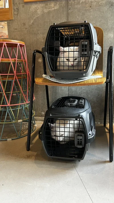 何かを悟ったのか、目も合わせてくれないぽむぽわちゃん▶玄関開けたら2秒で猫ちゃん！（⇒次へ）