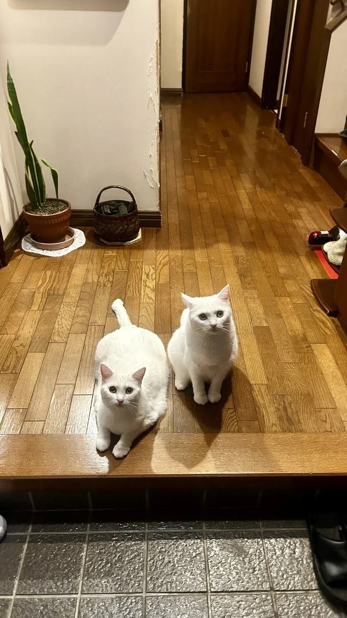 かわいいお出迎え！▶新学年の教科書のために空けておいた1段に入っているのは…（⇒次へ）