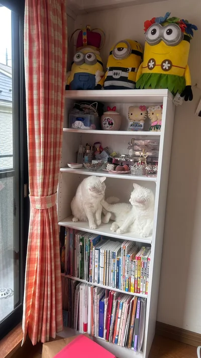 動くぬいぐるみ⁉のようなぽむりんちゃんとぽわたんちゃん（▶次画像からは飼い猫・ネッチとの愛おしい日々に癒されるマンガ『あっち こっち ネッチ！』が読めます）