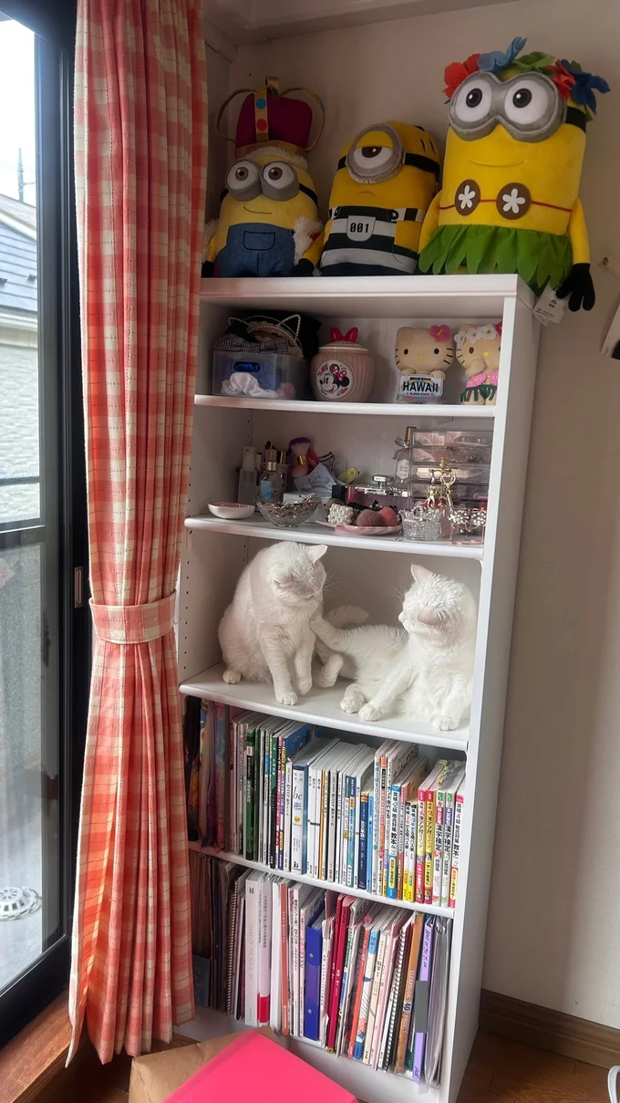 動くぬいぐるみ⁉のようなぽむりんちゃんとぽわたんちゃん（▶次画像からは飼い猫・ネッチとの愛おしい日々に癒されるマンガ『あっち こっち ネッチ！』が読めます）