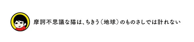 摩訶不思議な猫