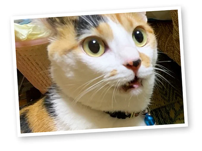 『うちう猫と柴犬』より