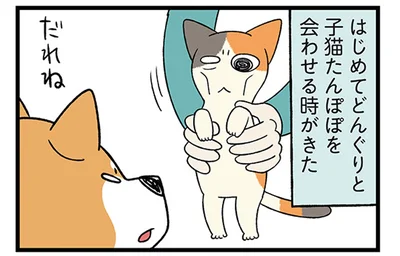 はじめてどんぐりと子猫たんぽぽを会わせる時がきた
