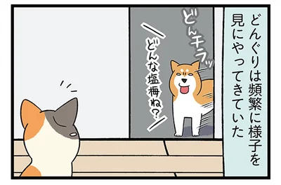 どんぐりは頻繁に様子を見にやってきていた