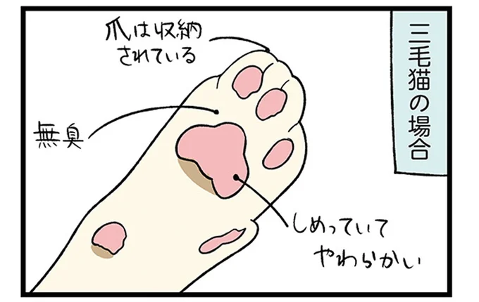 柴犬と三毛猫の手の違い