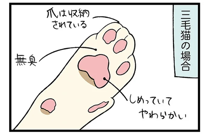 一緒に暮らして初めて知った！柴犬と三毛猫で異なる肉球と爪の秘密