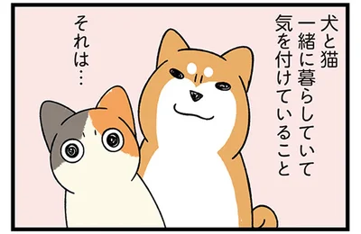 犬と猫一緒に暮らしていて気を付けていること、それは…
