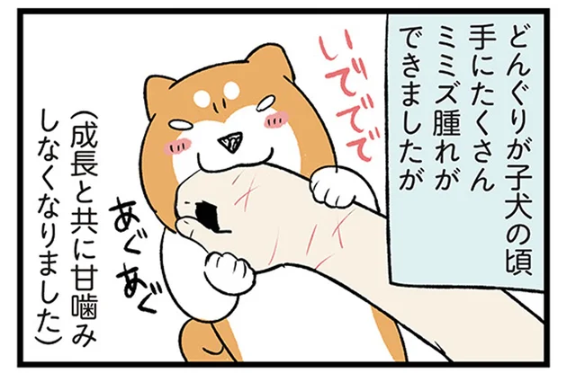 かわいいけど痛い！子犬と子猫の成長で見つけた共通点