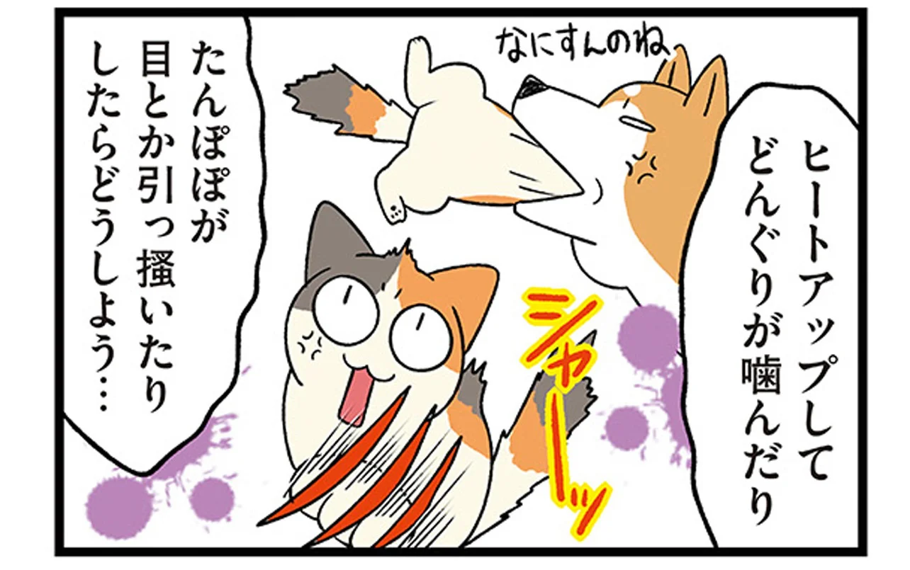 ケンカ…じゃないよね？柴犬×猫のじゃれ合いが激しすぎる件 - レタスクラブ