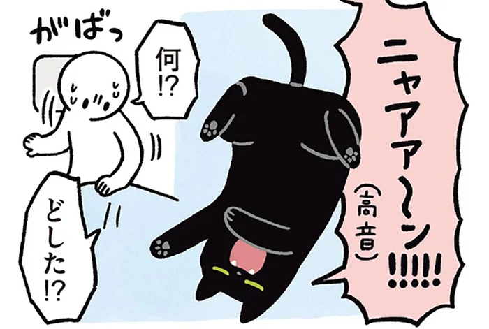 いったいどうした!?午前3時に大きな声で鳴き出した黒猫ろん