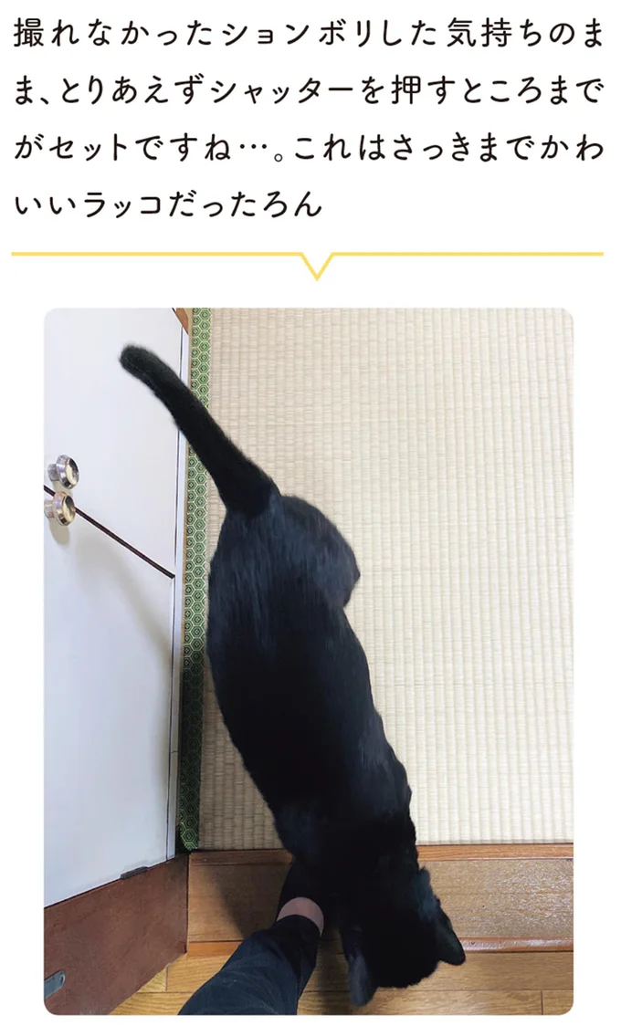 さっきまでかわいいラッコだったろん
