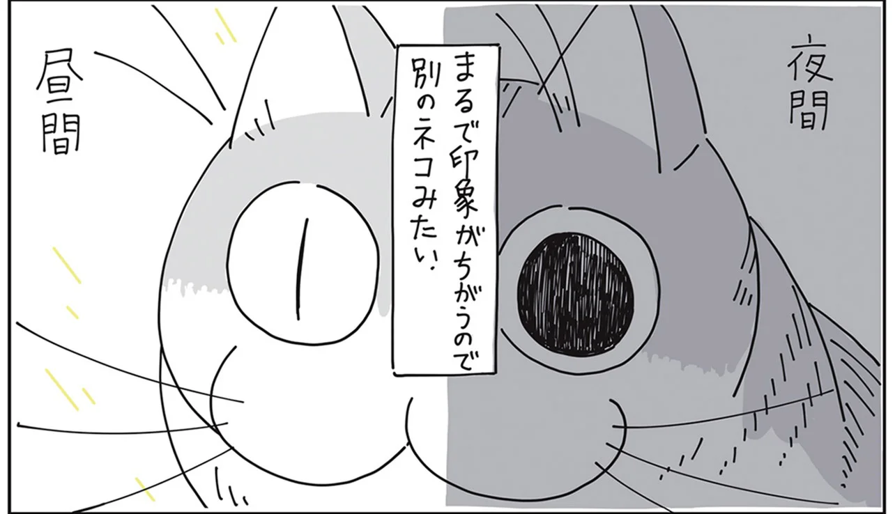 夜間と昼間、瞳孔で全然違う猫の印象。けれど変化するのは明るさだけ