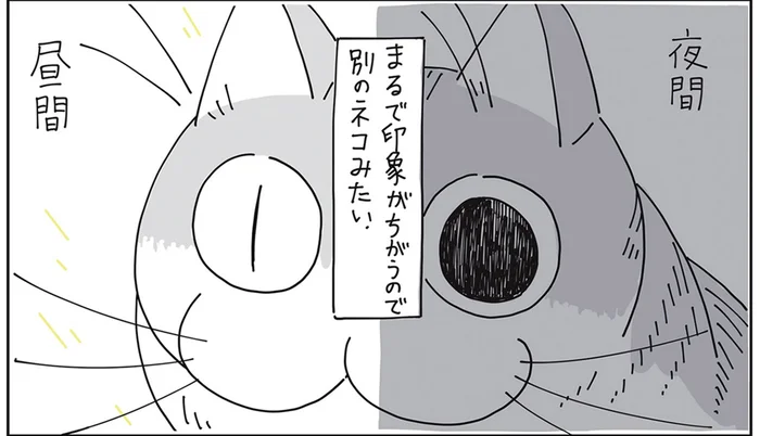 夜間と昼間、瞳孔で全然違う猫の印象。けれど変化するのは明るさだけではないようで？