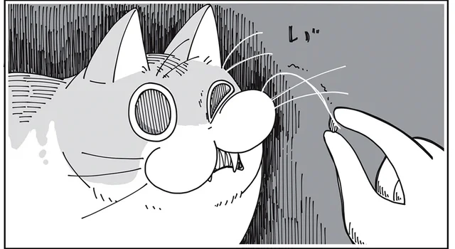 ゴミを取ったんだよぉ。良かれと思って猫のヒゲに触ったのに怒られて