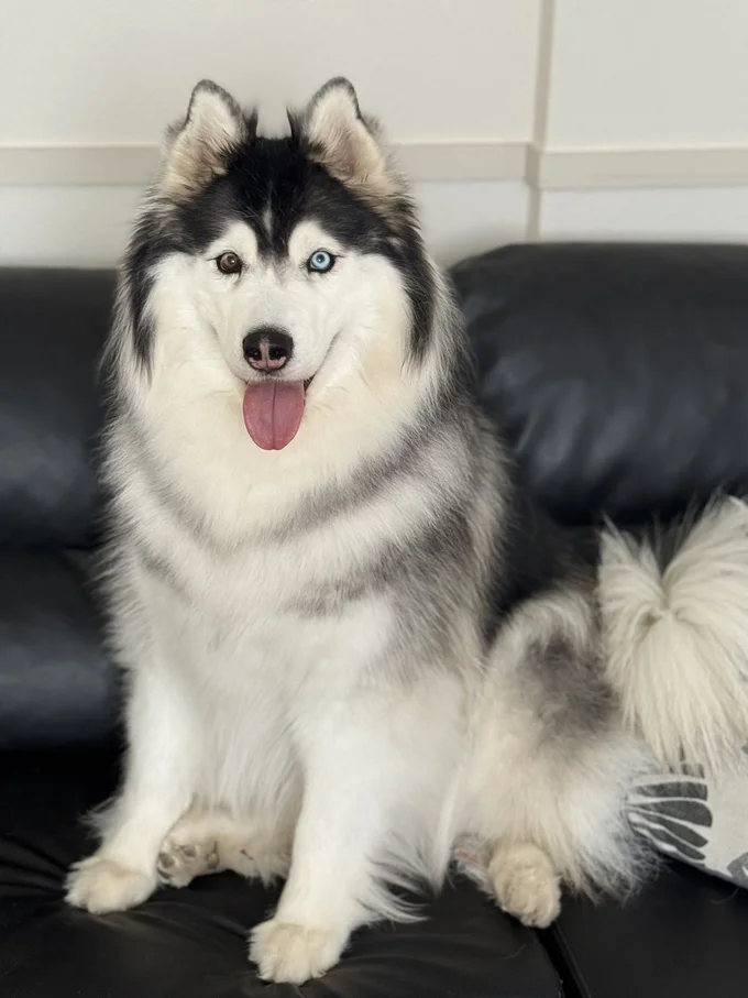 大きい方の守り神のもちちゃん▶ツンデレのさくらちゃん(⇒次へ)