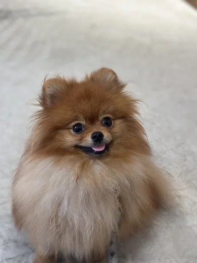 小さいほうの守り神のきなこちゃん▶生まれて病院から戻ってきたときから見守っているとのこと（⇒次へ）