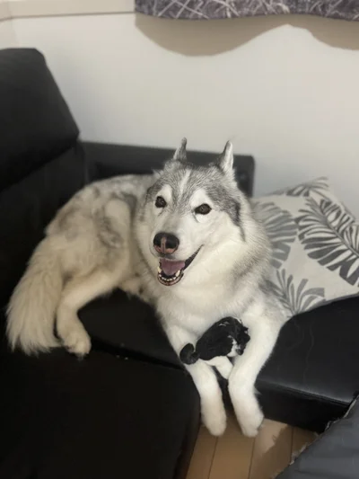 真のボスのさくらちゃん▶「ぼくもしっかり守っているよ」（⇒次へ）