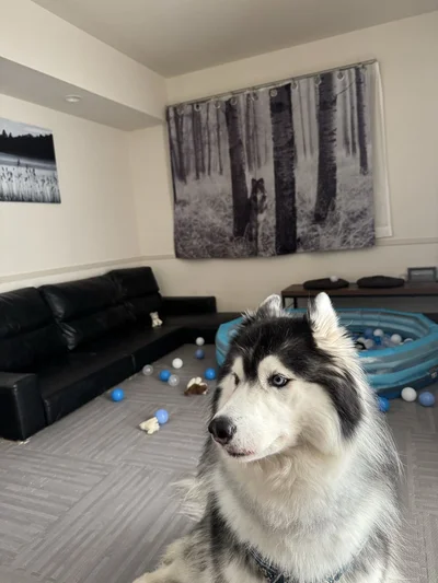 ボールをまき散らした犯人は…？▶守り神、困ったことに（⇒次へ）