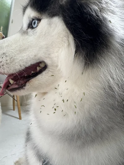 ひっつき虫でデコレーションされたもちちゃん▶とるのが大変そう…！（⇒次へ）