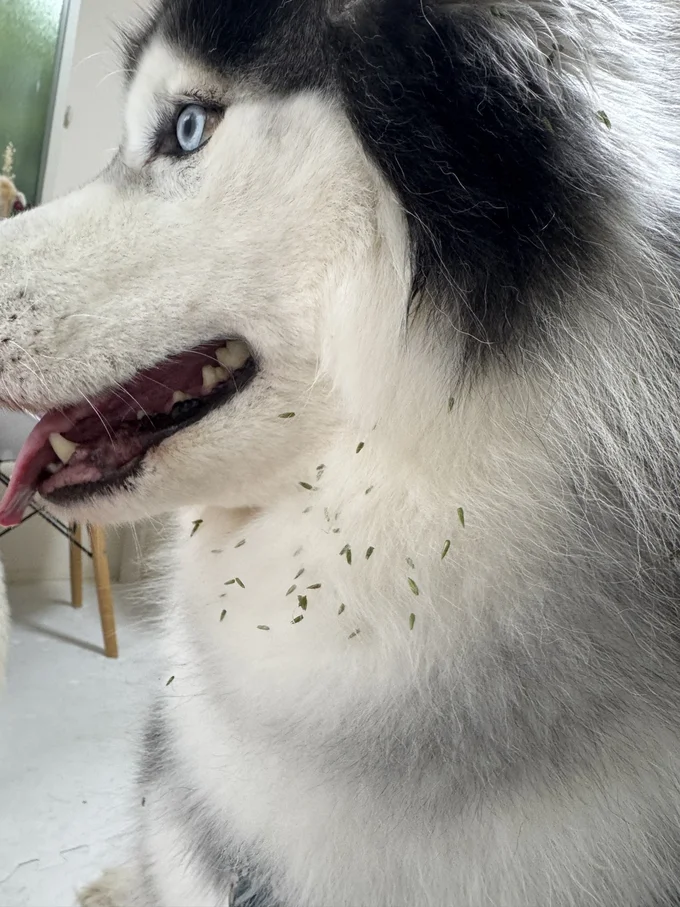 ひっつき虫でデコレーションされたもちちゃん▶とるのが大変そう…！（⇒次へ）