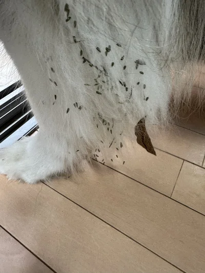 取るのがものすごく大変なんですよね…▶赤ちゃんのように遊んでるきなこちゃん（⇒次へ）