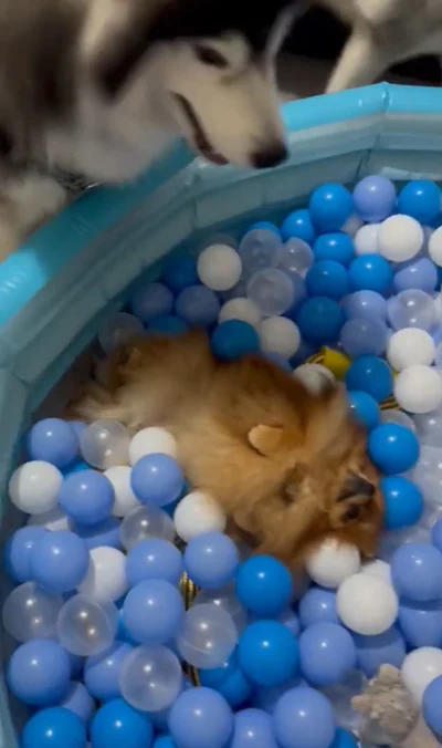 ボールプールで動かないきなこちゃん▶もちちゃんはきなこちゃんも見守っています（⇒次へ）