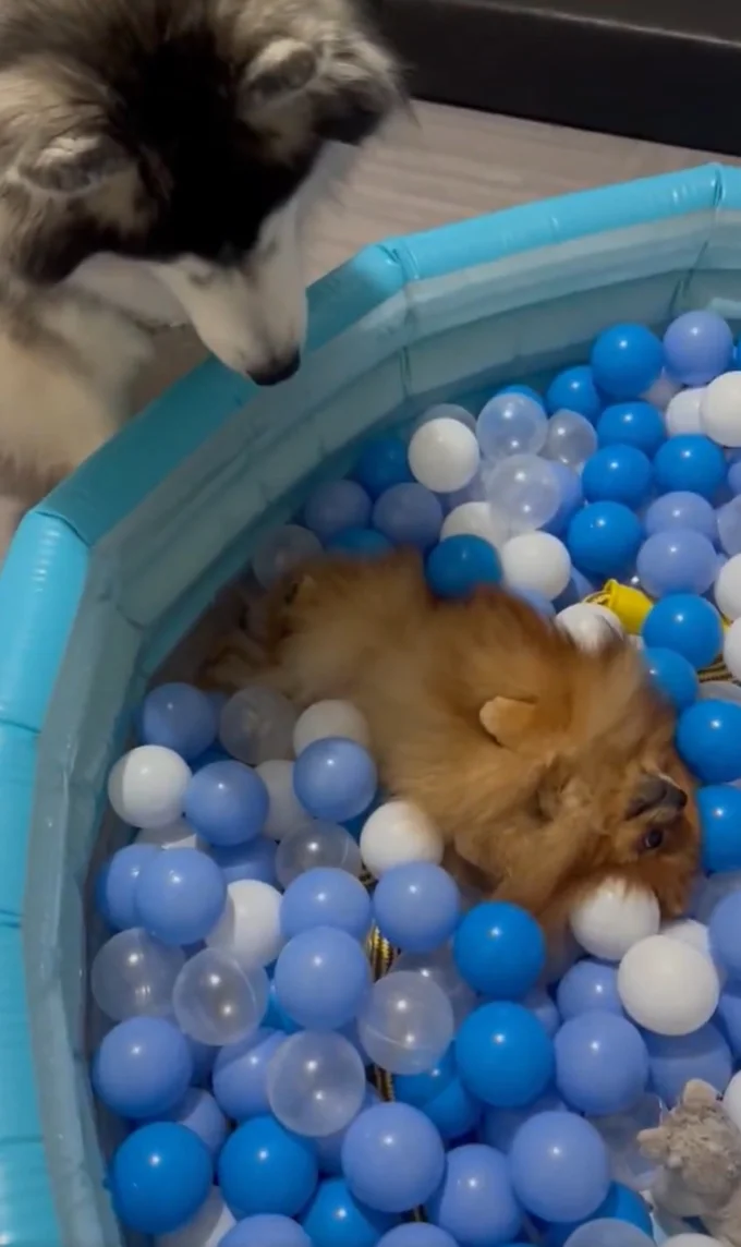 動かないきなこちゃんとそれをみつめるもちちゃん▶とっても仲良しな家族です（⇒次へ）