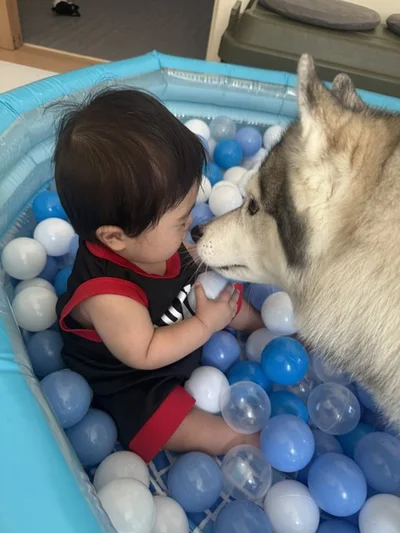 遊ぶお子さまを至近距離で見守るさくらちゃん。かわいい…▶犯人は誰？（⇒次へ）