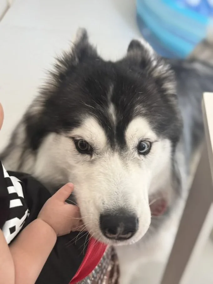 もちちゃんのアゴのせっ！▶守り神、全員集合！（⇒次へ）