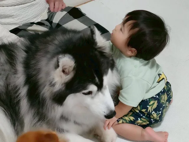 「貫禄がすごい」「大小どちらも素晴らしい」→赤ちゃんに寄り添う大きさが違いすぎる“守り神”