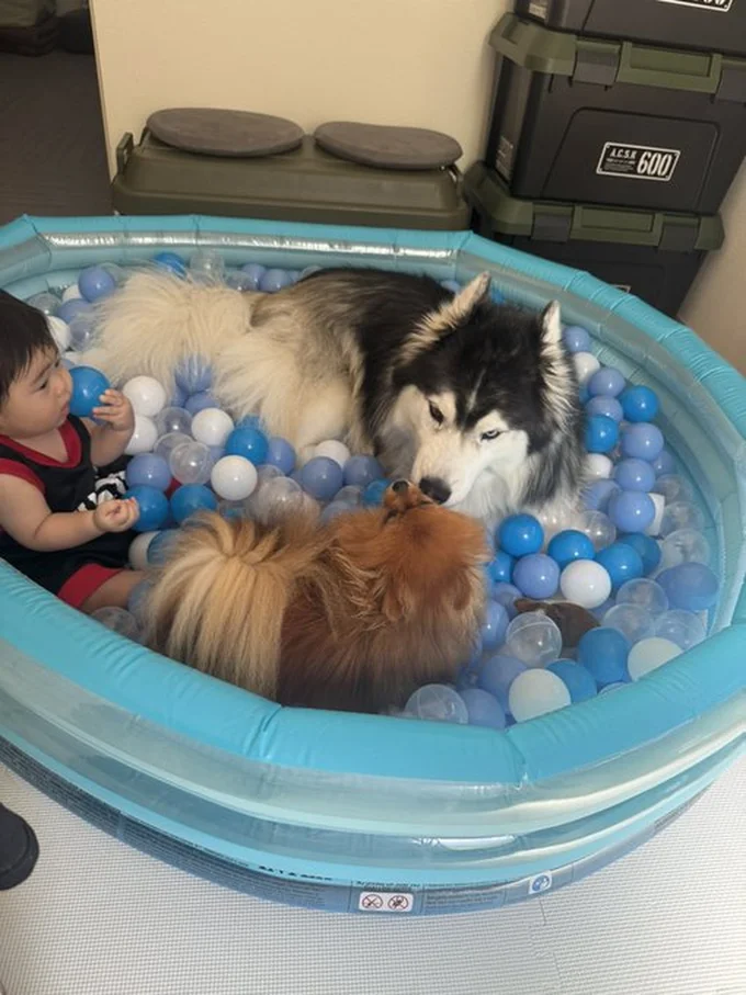 ボールプール遊びをするとみんなが集まってくるのだそう▶一緒に遊ぶのにちょうどいいサイズ（⇒次へ）